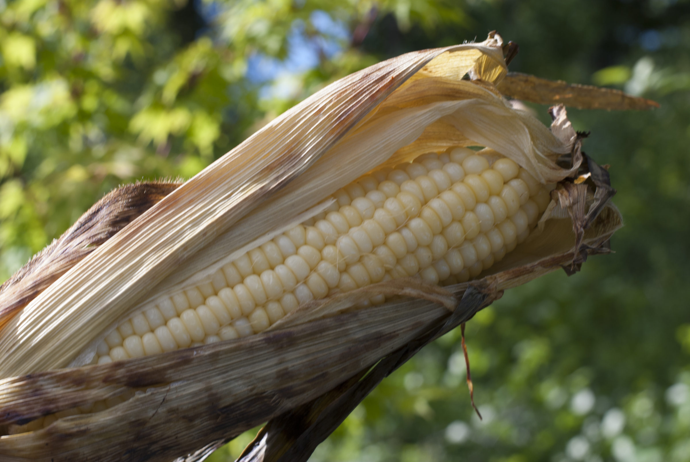 Easy Corn on the Cob - Best Fire Roasted Corn on the Cob Recipe